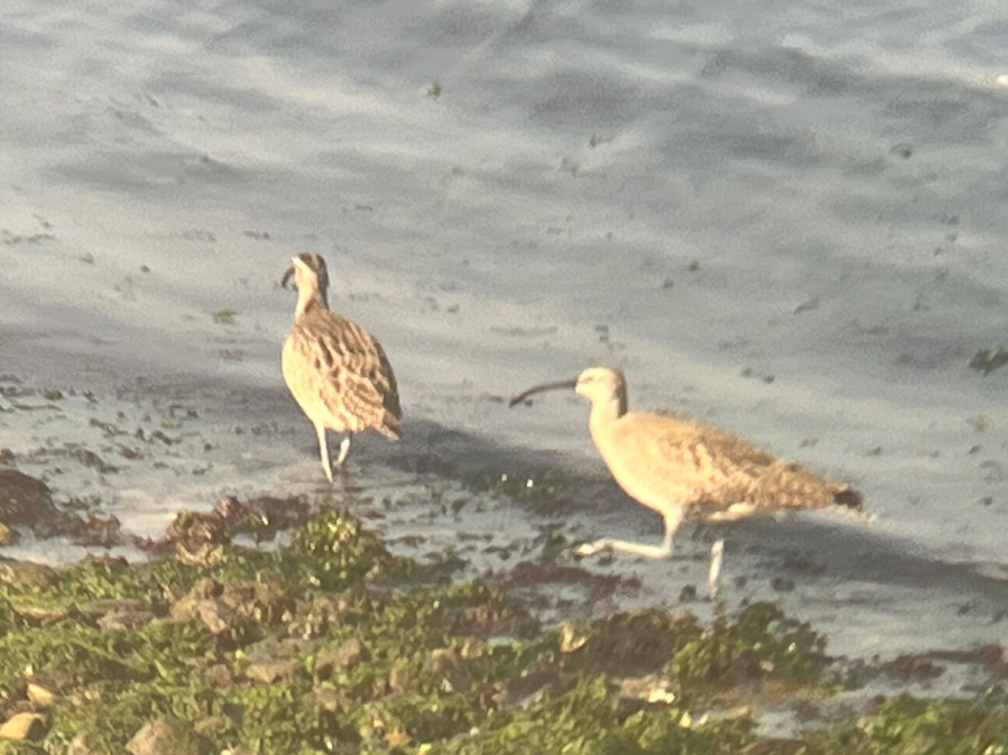 Eurasian Whimbrel