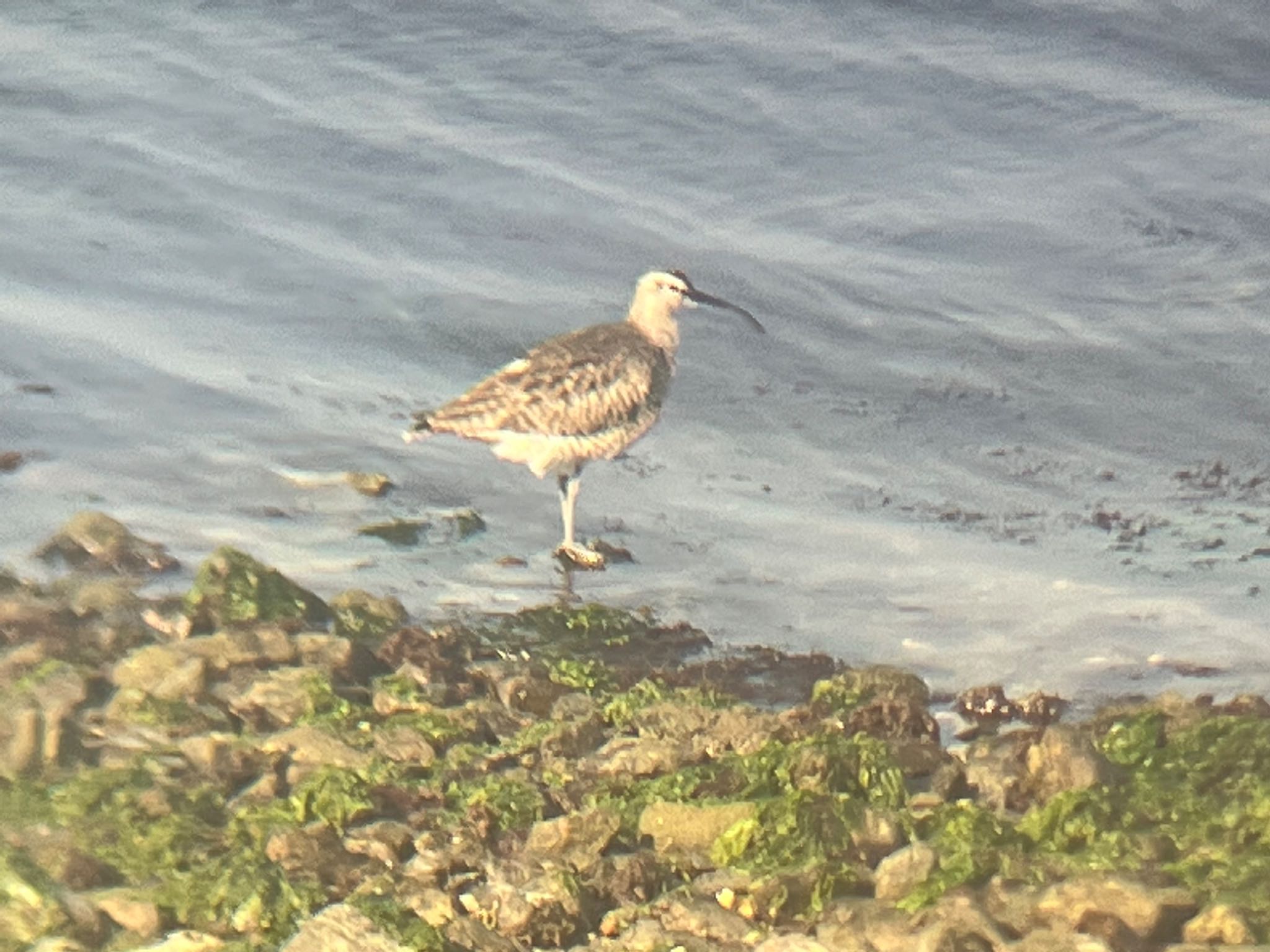 Eurasian Whimbrel