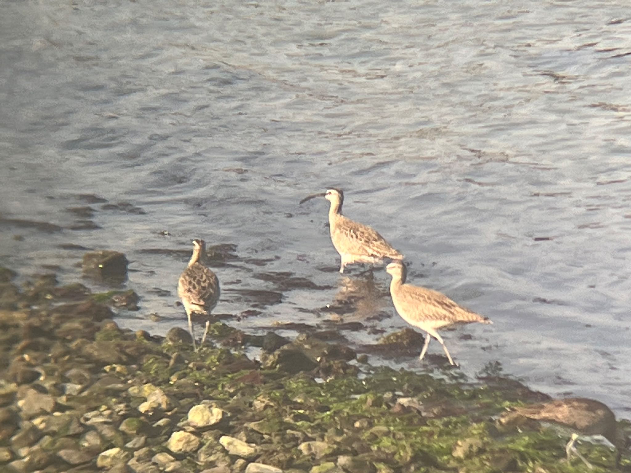 Eurasian Whimbrel