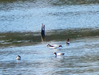 Red-necked Avocet Sydney Olympic Park(Bird Hide) Sun, 3/7/2021