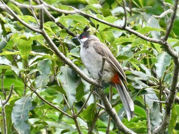 Red-whiskered Bulbul Flat Rock Gully, Northbridge, NSW, Australia Wed, 3/3/2021