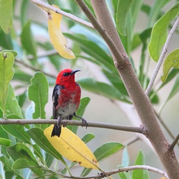 Scarlet Myzomela Lady Carrington Drive, Royal National Park, NSW Sun, 1/24/2021