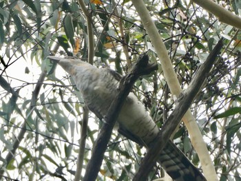 オオオニカッコウ Diamond Bay Reserve, Vaucluse, NSW, Australia 2021年1月20日(水)