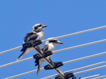 Laughing Kookaburra Diamond Bay Reserve, Vaucluse, NSW, Australia Sun, 1/10/2021