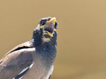 Common Myna Dover Heights, NSW, Australia Sun, 1/10/2021