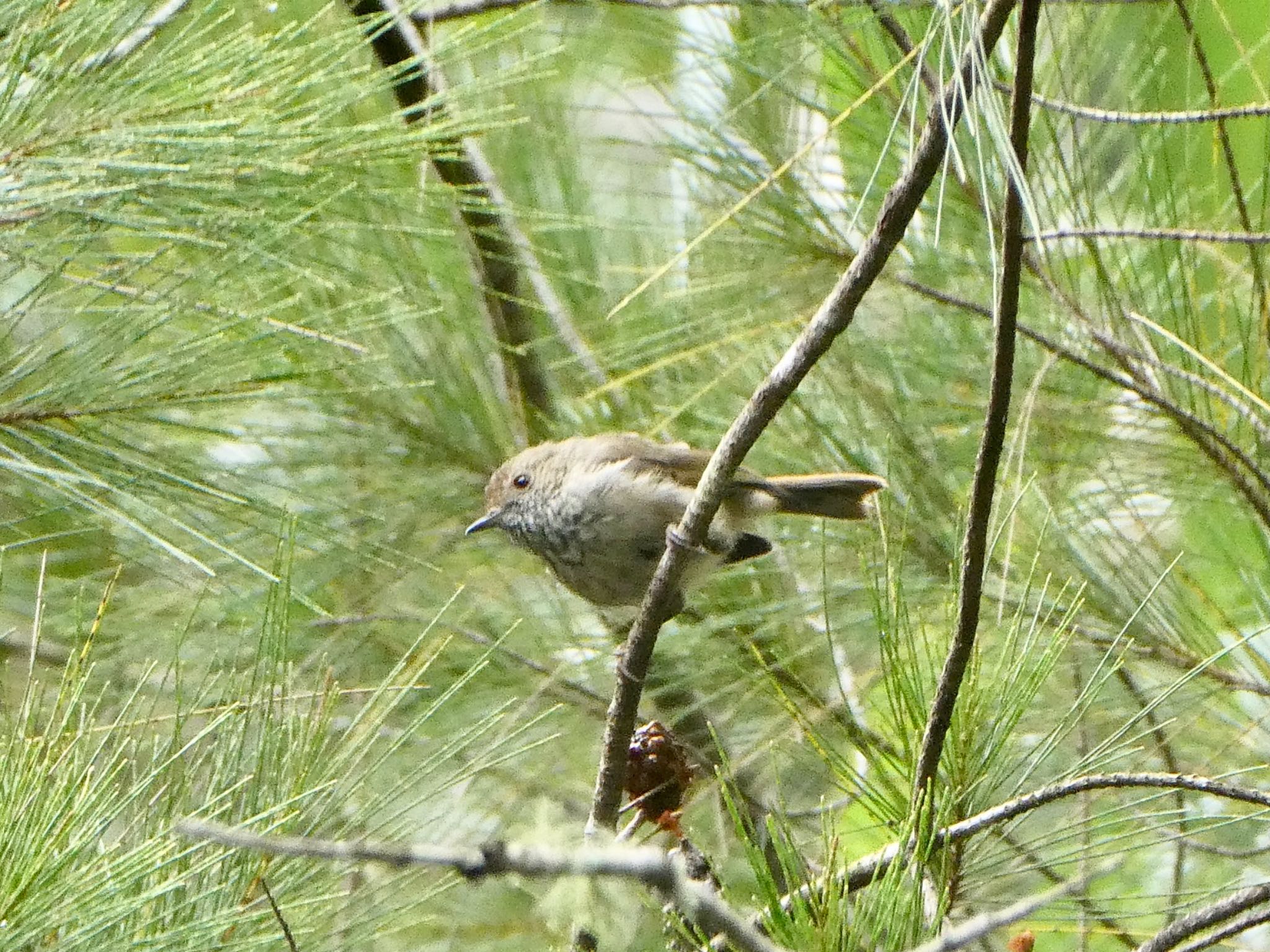 Photo of Brown Thornbill at Blue Gum Reserve,  Chatswood, NSW, Australia by Maki