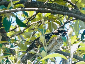 オーストラリアオニカッコウ Vaucluse, NSW, Australia 2021年1月10日(日)