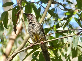 アカミミダレミツスイ Mowbray Park, Lane Cove North, NSW, Australia 2021年1月9日(土)