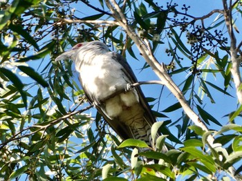 オオオニカッコウ Mowbray Park, Lane Cove North, NSW, Australia 2021年1月9日(土)