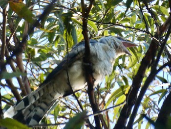 Channel-billed Cuckoo Mowbray Park, Lane Cove North, NSW, Australia Sat, 1/9/2021