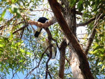 オオオニカッコウ Mowbray Park, Lane Cove North, NSW, Australia 2021年1月9日(土)