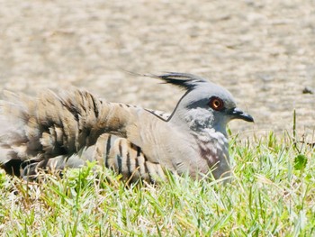 Crested Pigeon Cooks River Boat Harbour, Earlwood, NSW, Australia Sun, 12/27/2020