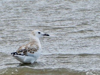 Silver Gull Taren Point Shorebird Reserve, NSW, Australia Sat, 12/26/2020