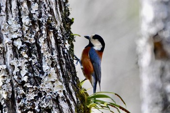 Varied Tit 静岡県立森林公園 Sat, 2/12/2022