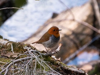 2022年5月25日(水) 湯元光徳線歩道の野鳥観察記録