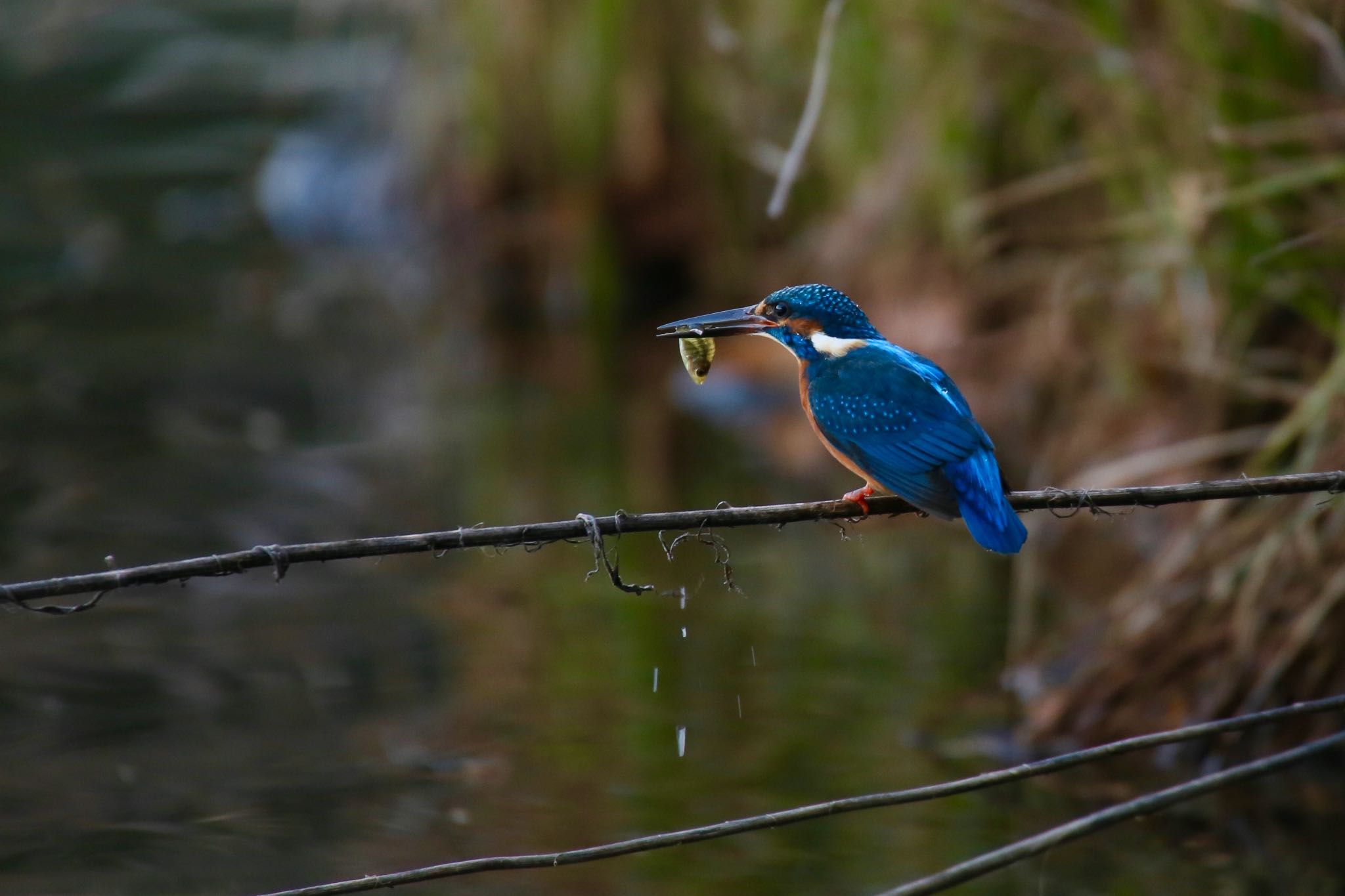 Photo of Common Kingfisher at 洗足池公園 by Yasuji Yokoi