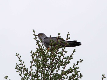 Common Cuckoo Senjogahara Marshland Wed, 5/25/2022