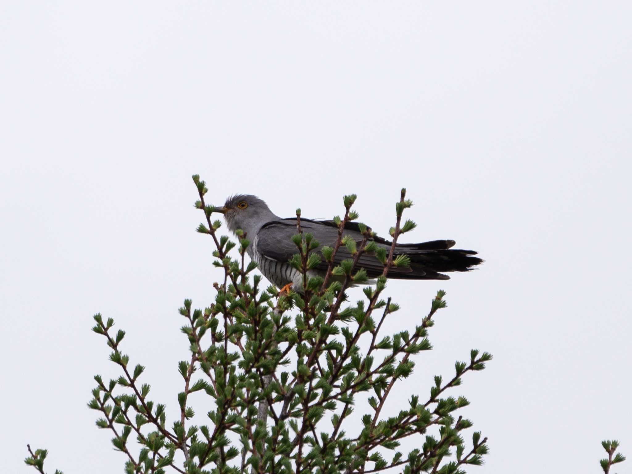 Photo of Common Cuckoo at Senjogahara Marshland by ふなきち