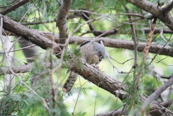 Japanese Sparrowhawk 越谷市 Wed, 5/25/2022