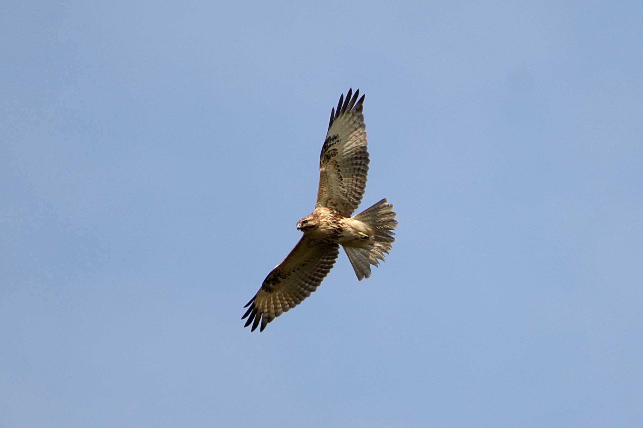 Photo of Eastern Buzzard at Tokyo Port Wild Bird Park by とみやん