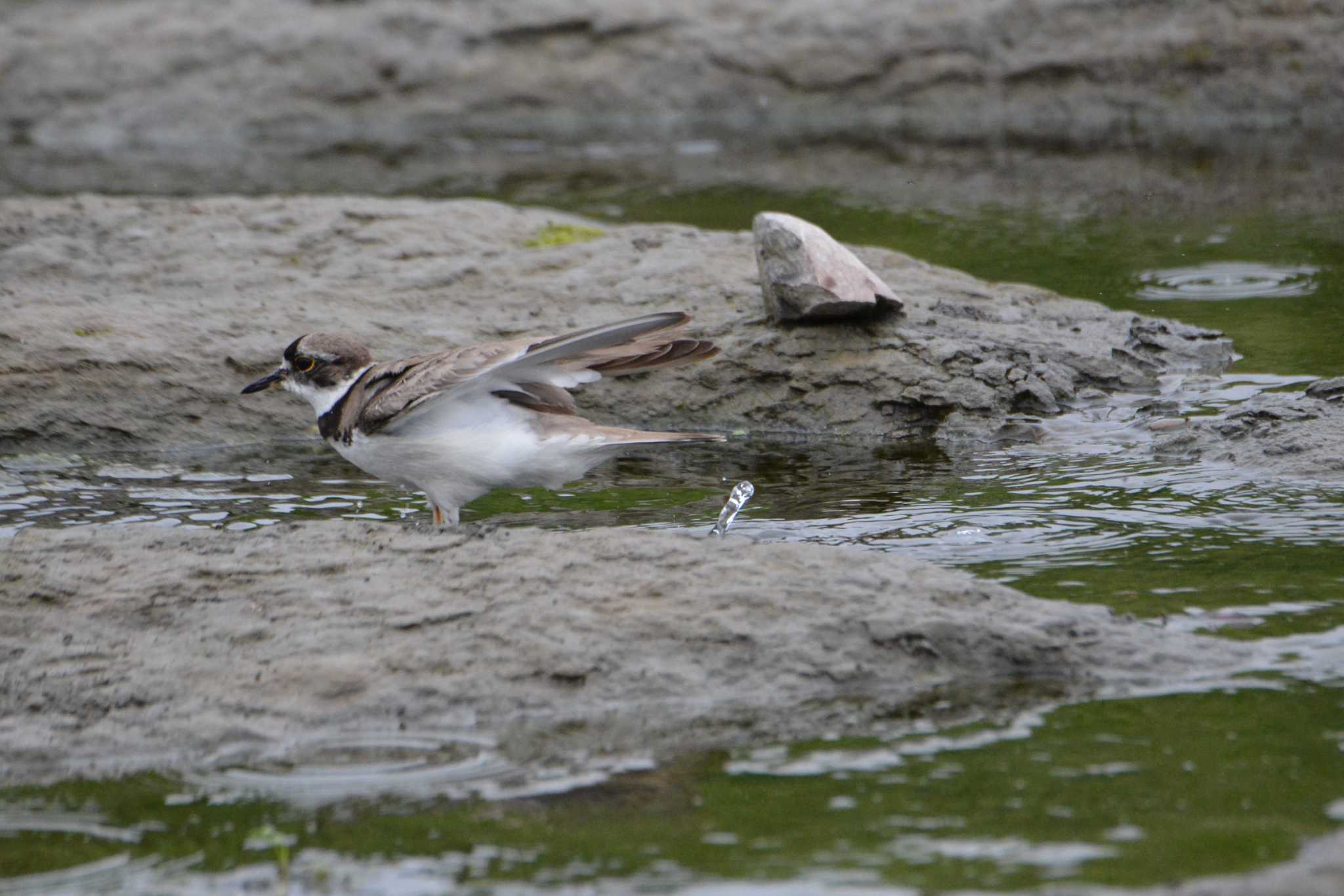 Long-billed Plover