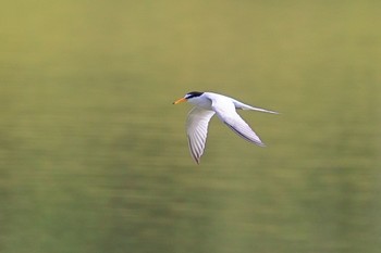 コアジサシ 落合公園 2022年5月25日(水)