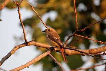 2017年11月1日(水) 東京港野鳥公園の野鳥観察記録