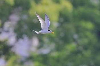 コアジサシ 落合公園 2022年5月25日(水)