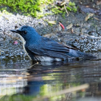 Siberian Blue Robin 北海道 Mon, 5/16/2022