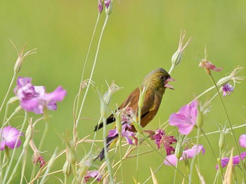 カワラヒワ 荒川・砂町水辺公園(東京都江東区) 2022年5月26日(木)