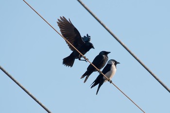 Daurian Jackdaw 群馬県 Tue, 12/19/2017