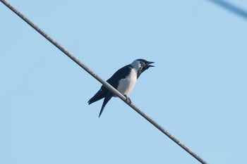 Daurian Jackdaw 群馬県 Tue, 12/19/2017