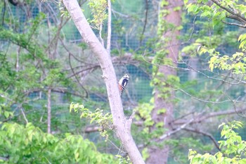 Great Spotted Woodpecker Mt. Yatsugatake(neaby Pension Albion) Sun, 5/22/2022