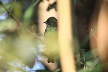 アオジ 三ツ池公園(横浜市鶴見区) 2017年12月19日(火)