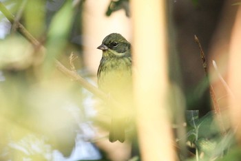 アオジ 三ツ池公園(横浜市鶴見区) 2017年12月19日(火)