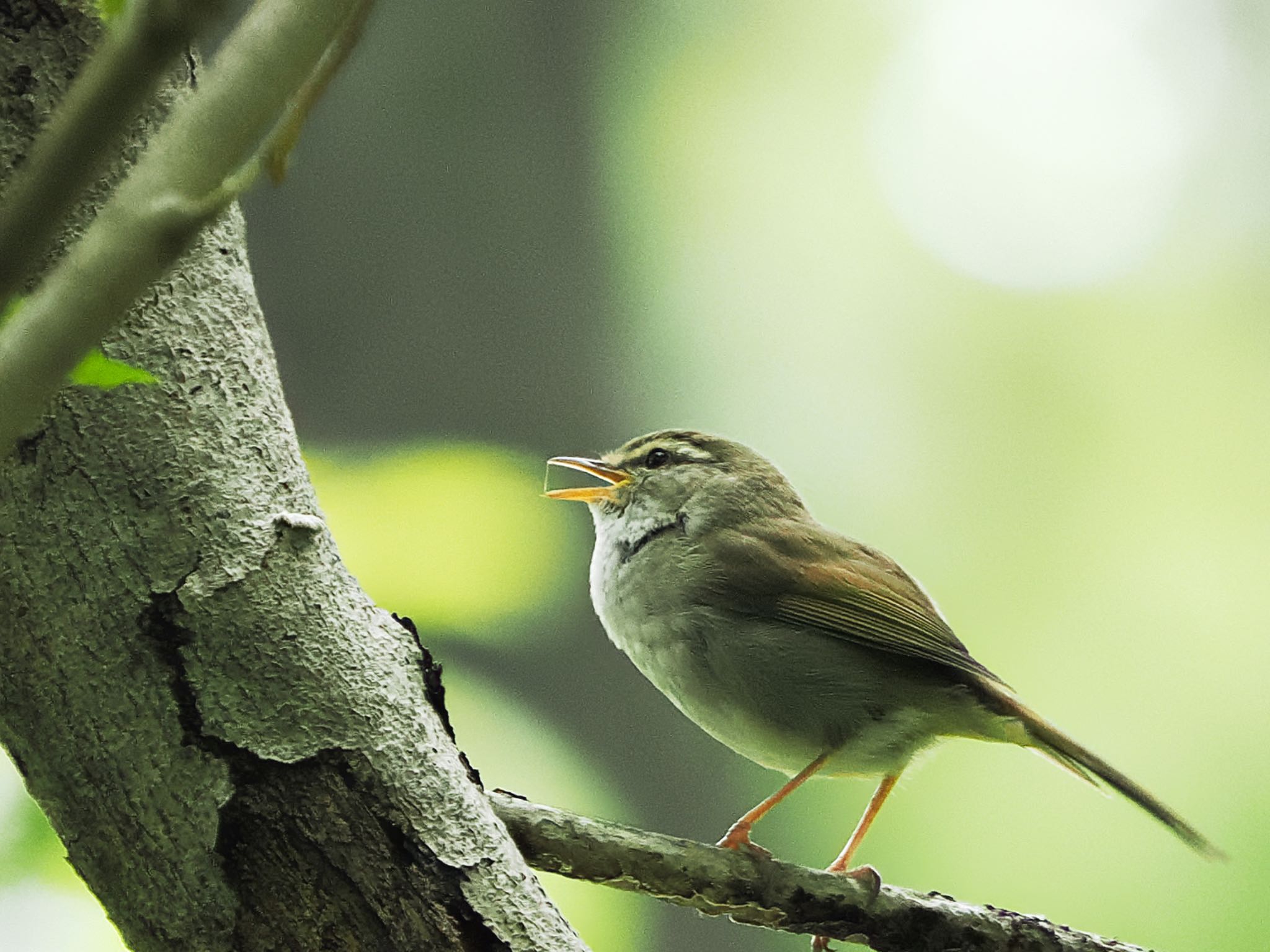 Japanese Bush Warbler