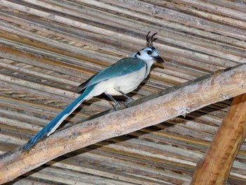 White-throated Magpie-Jay