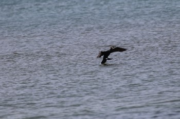 Japanese Cormorant 新川河口(札幌市) Thu, 5/26/2022