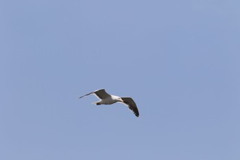 Black-tailed Gull 新川河口(札幌市) Thu, 5/26/2022