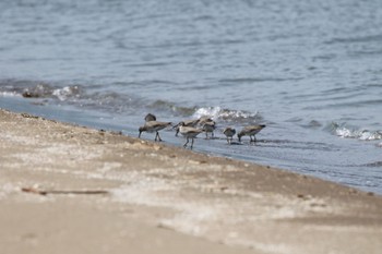 Grey-tailed Tattler 新川河口(札幌市) Thu, 5/26/2022