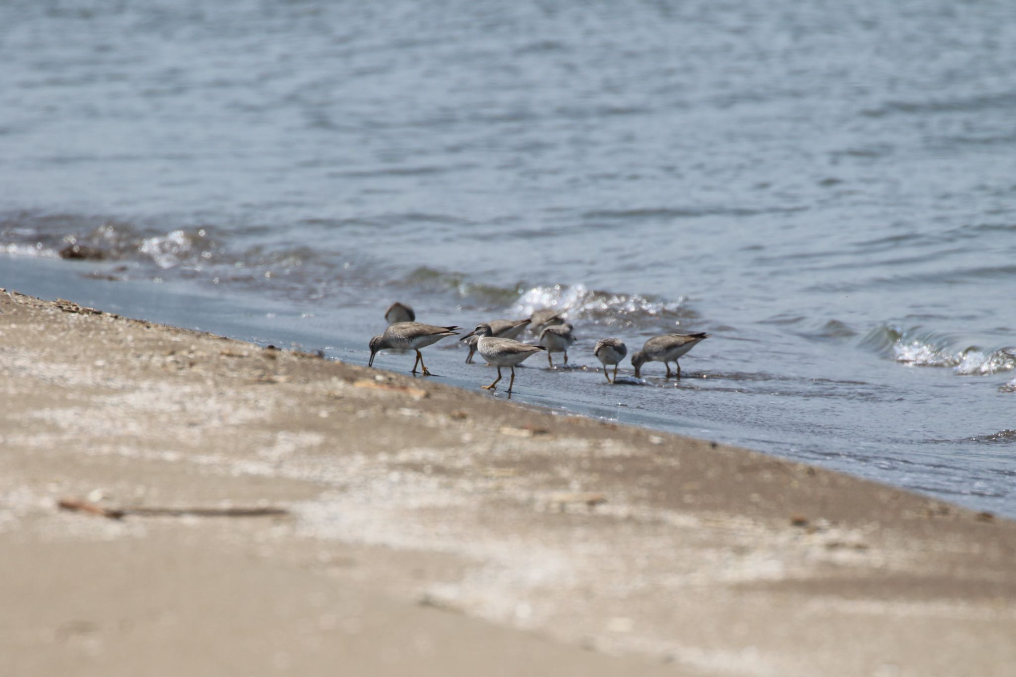 Photo of Grey-tailed Tattler at 新川河口(札幌市) by will 73