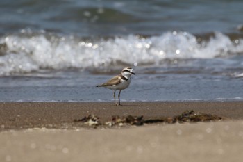 2022年5月26日(木) 新川河口(札幌市)の野鳥観察記録