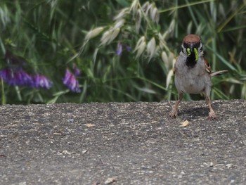 Eurasian Tree Sparrow 淀川河川公園 Thu, 5/26/2022