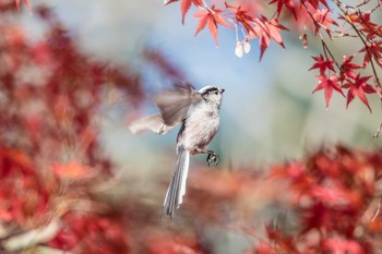 Long-tailed Tit Akashi Park Sun, 12/17/2017