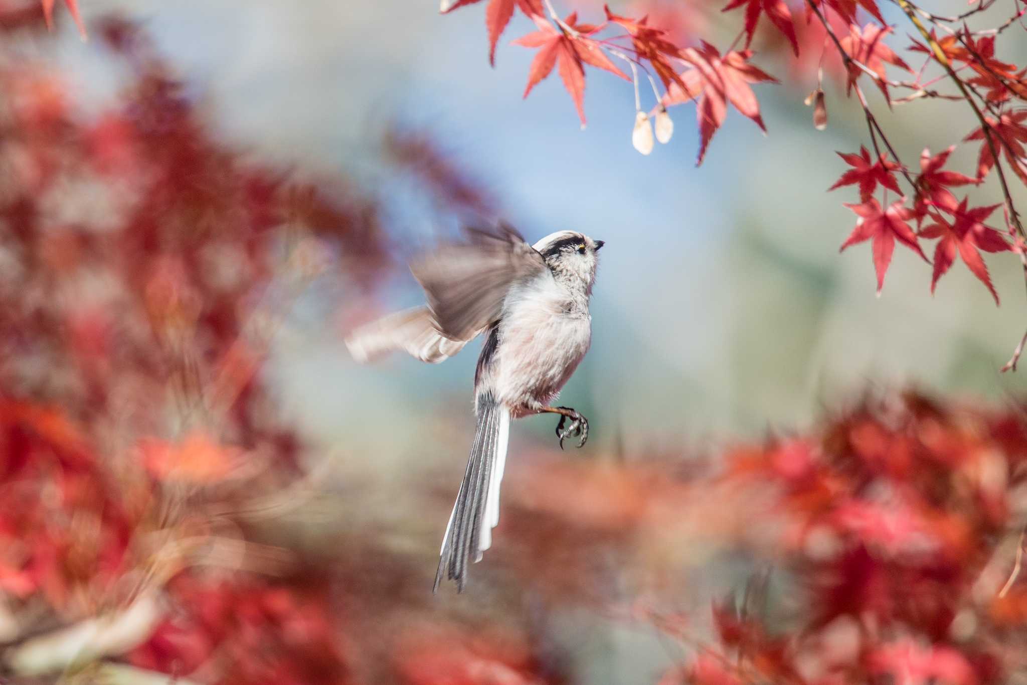 Photo of Long-tailed Tit at Akashi Park by ときのたまお