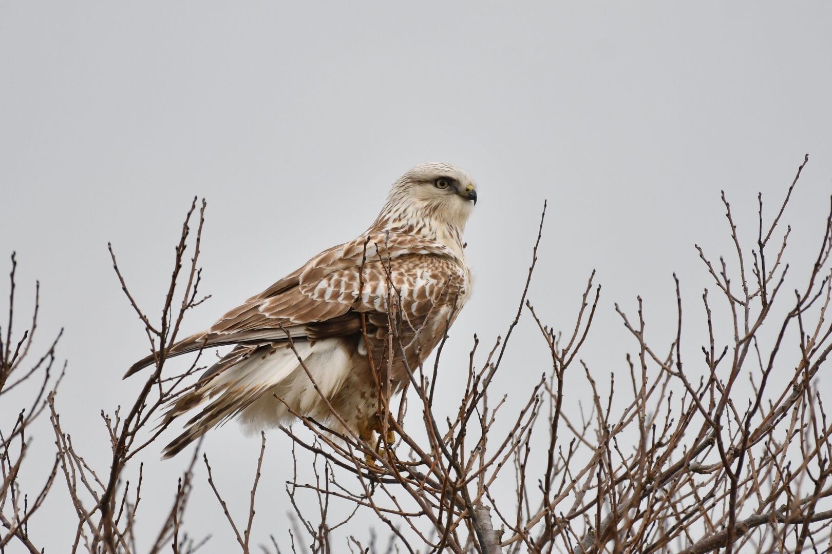 Photo of Rough-legged Buzzard at 石川県 河北潟 by 倶利伽羅