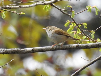 Sakhalin Leaf Warbler 湯滝 Sun, 5/15/2022