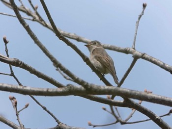 Asian Brown Flycatcher Senjogahara Marshland Thu, 5/19/2022