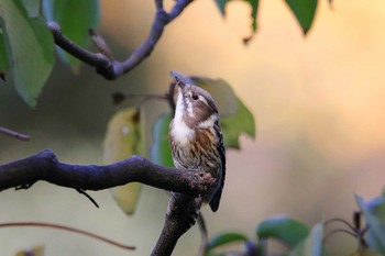 2017年11月3日(金) 井の頭公園の野鳥観察記録