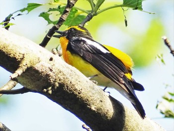 2022年5月25日(水) 舞岡公園の野鳥観察記録